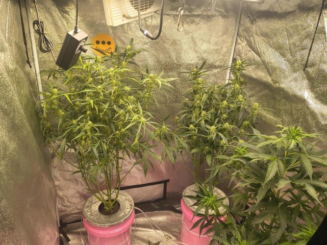 Multi strain hydroponic grow. Week 7