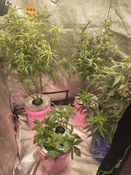 Multi strain hydroponic grow. Week 7