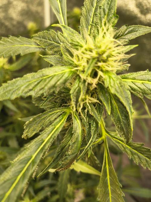 Multi strain hydroponic grow. Week 7