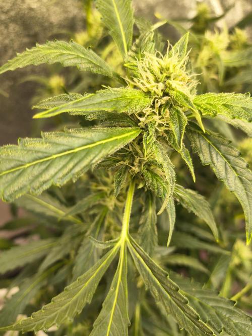 Multi strain hydroponic grow. Week 7