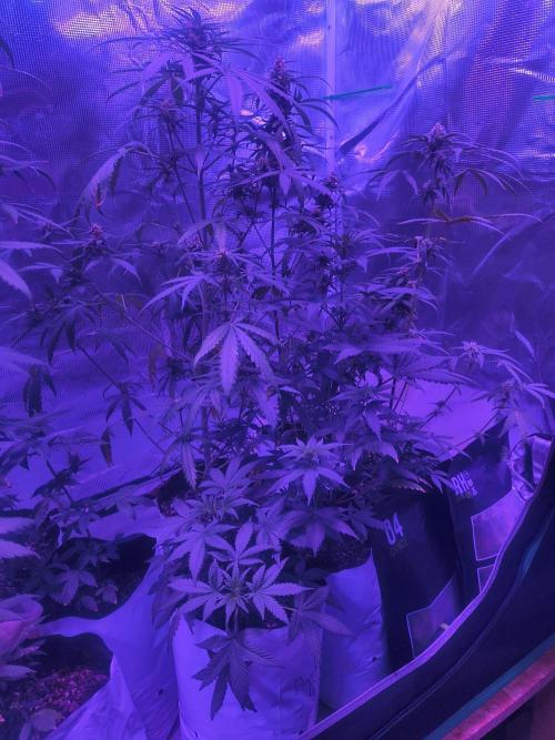 Multi strain cross breeding grow. Week 7