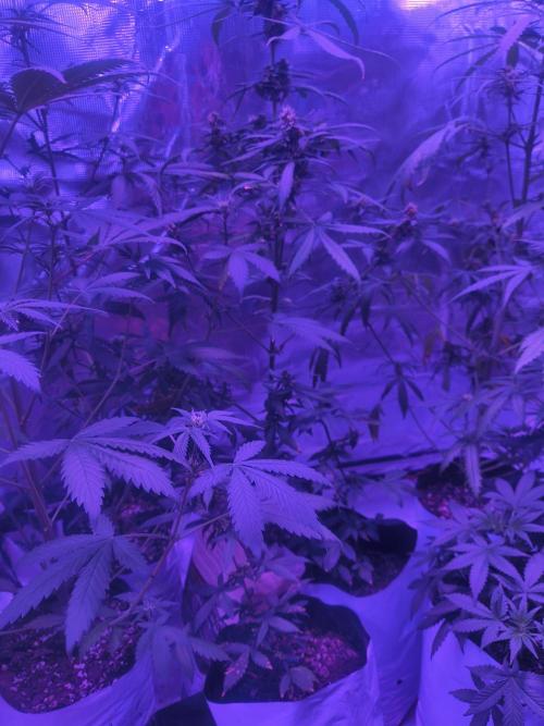 Multi strain cross breeding grow. Week 7