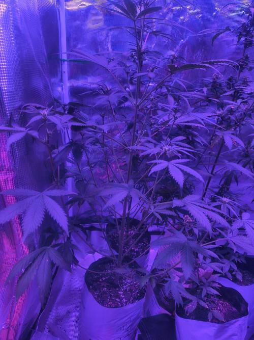 Multi strain cross breeding grow. Week 7