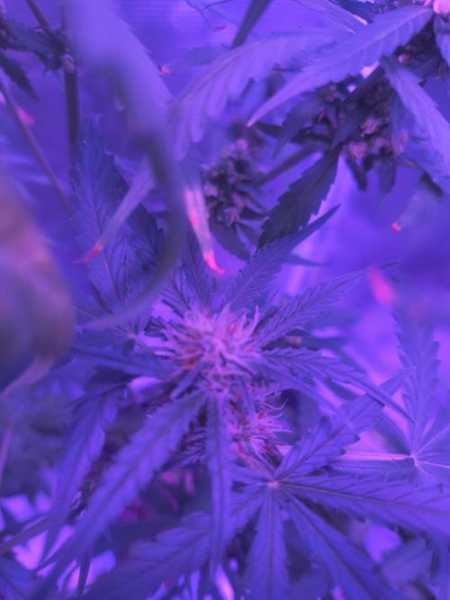 Multi strain cross breeding grow. Week 7
