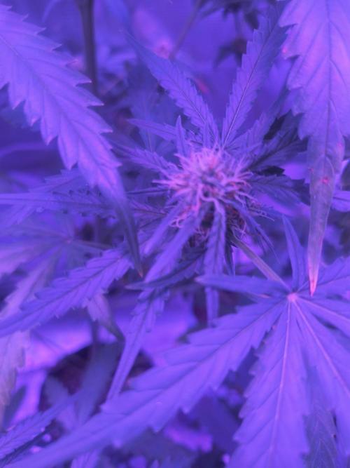 Multi strain cross breeding grow. Week 7
