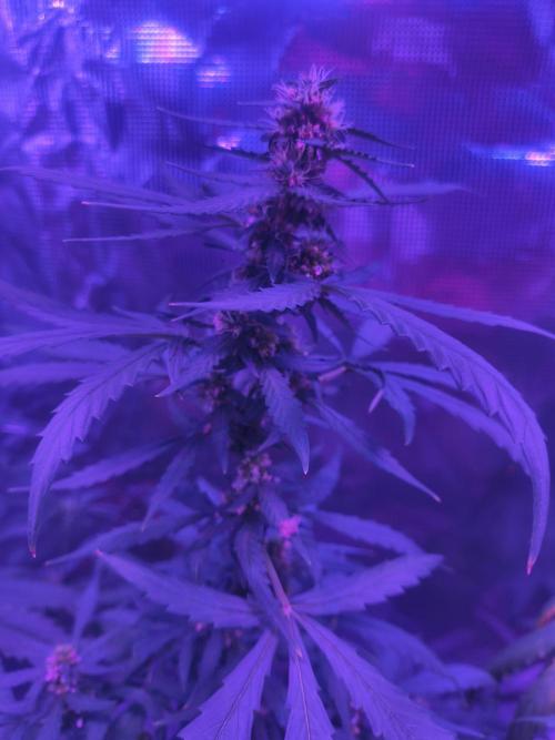 Multi strain cross breeding grow. Week 7