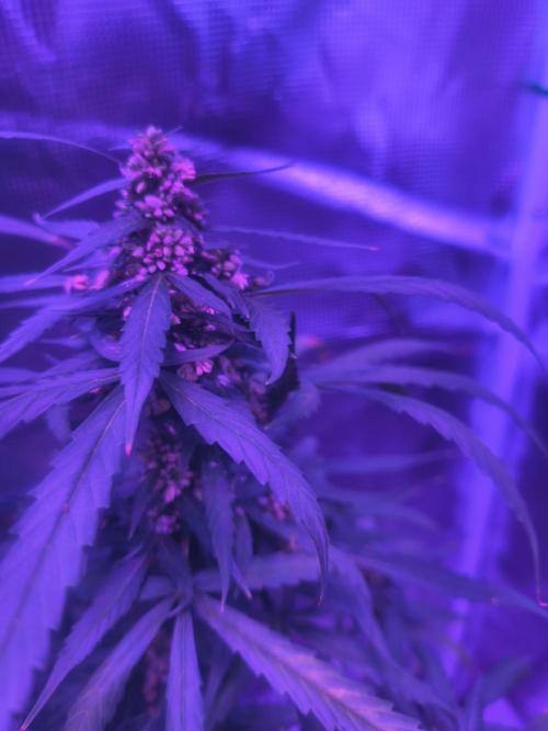 Multi strain cross breeding grow. Week 7