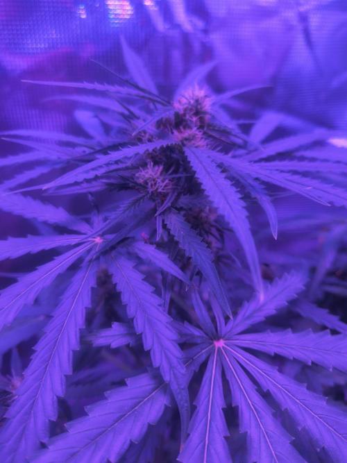 Multi strain cross breeding grow. Week 7