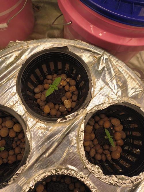 Fastbuds auto mystery mix. Week 1