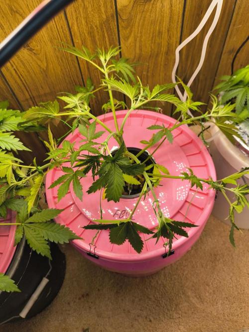 Fastbuds auto mystery mix. Week 3