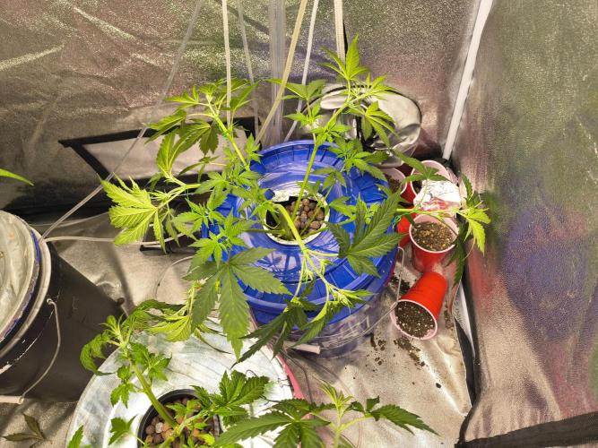 Fastbuds auto mystery mix. Week 3