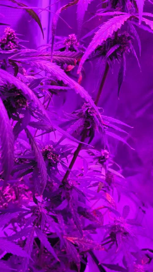 Multi strain cross breeding grow