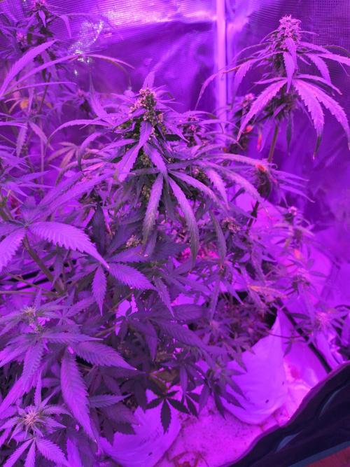 Multi strain cross breeding grow. Week 8