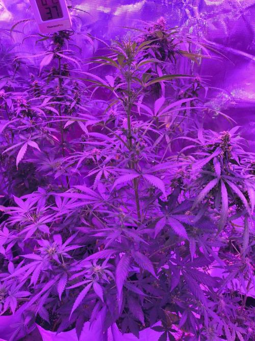 Multi strain cross breeding grow. Week 8