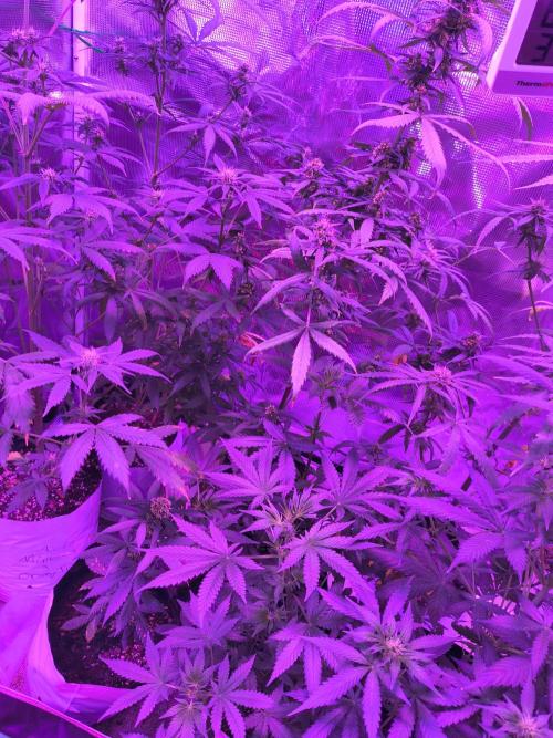Multi strain cross breeding grow. Week 8