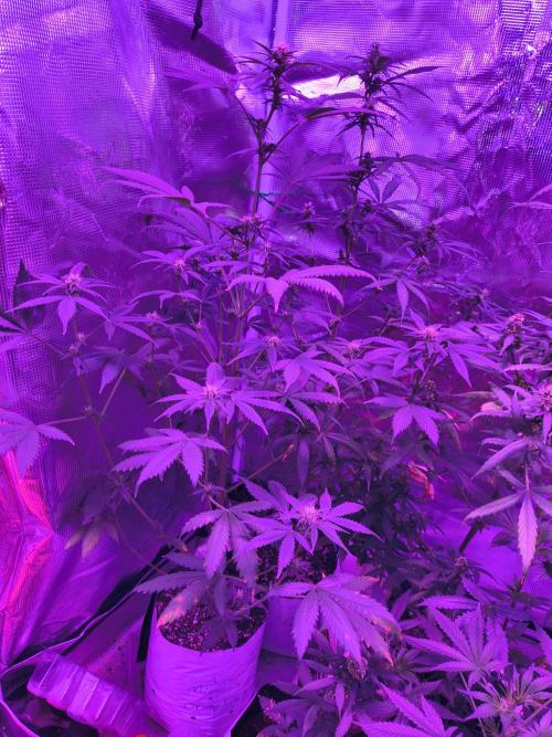 Multi strain cross breeding grow. Week 8