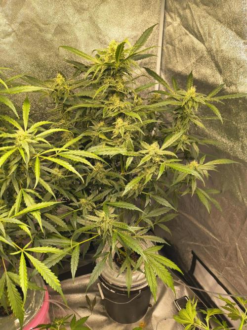 Multi strain hydroponic grow. Week 8