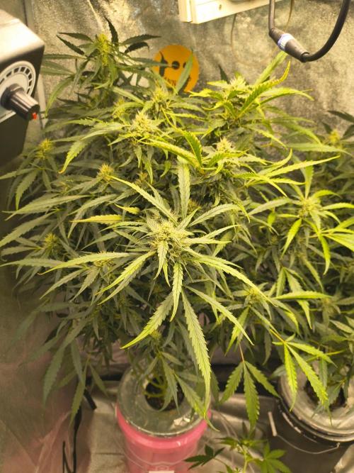 Multi strain hydroponic grow. Week 8