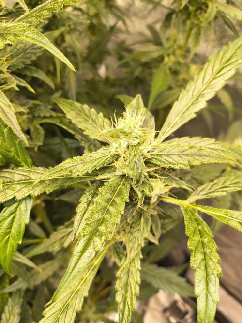 Multi strain hydroponic grow. Week 8