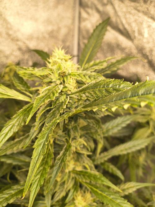 Multi strain hydroponic grow. Week 8