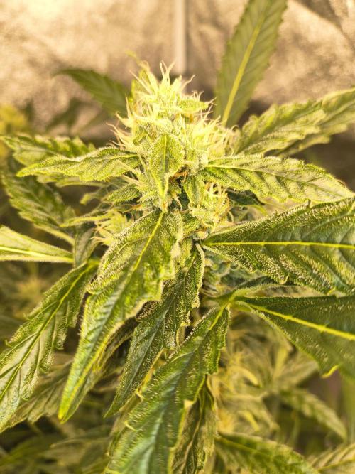 Multi strain hydroponic grow. Week 8