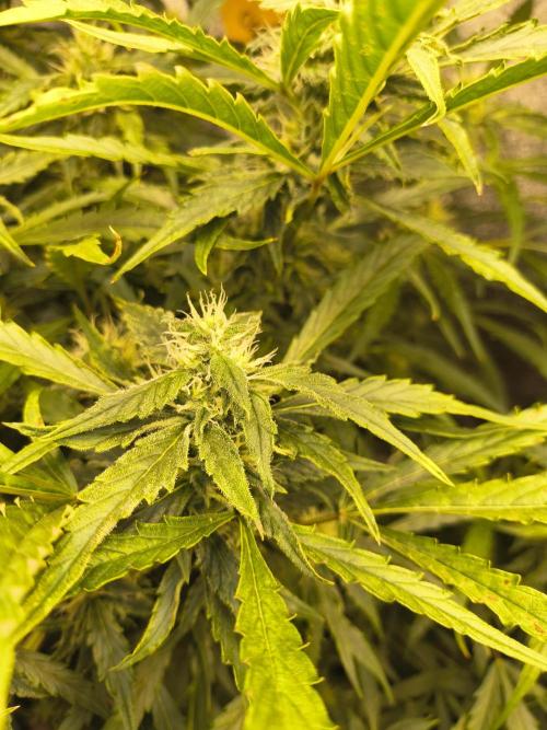 Multi strain hydroponic grow. Week 8