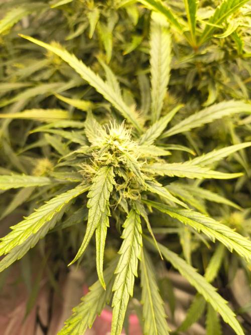 Multi strain hydroponic grow. Week 8