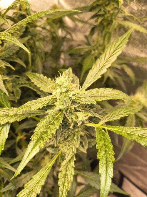 Multi strain hydroponic grow. Week 8