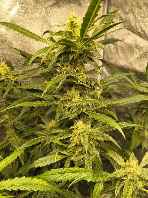 Multi strain hydroponic grow. Week 8