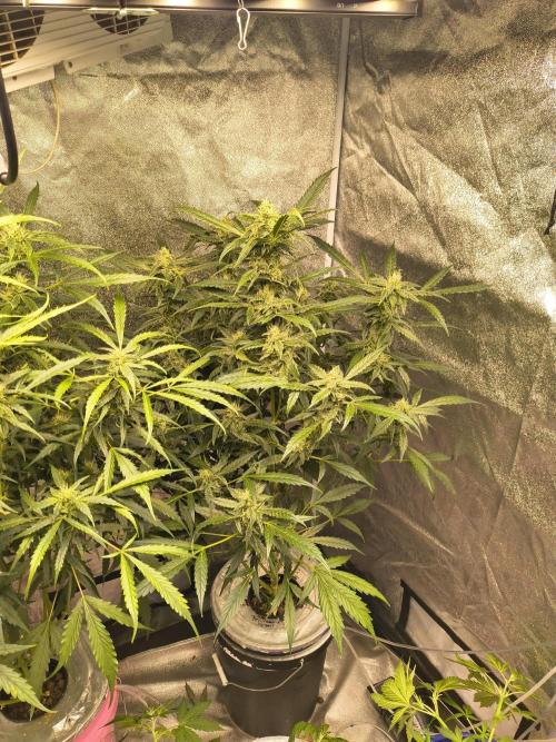 Multi strain hydroponic grow. Week 8