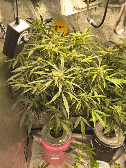 Multi strain hydroponic grow. Week 8
