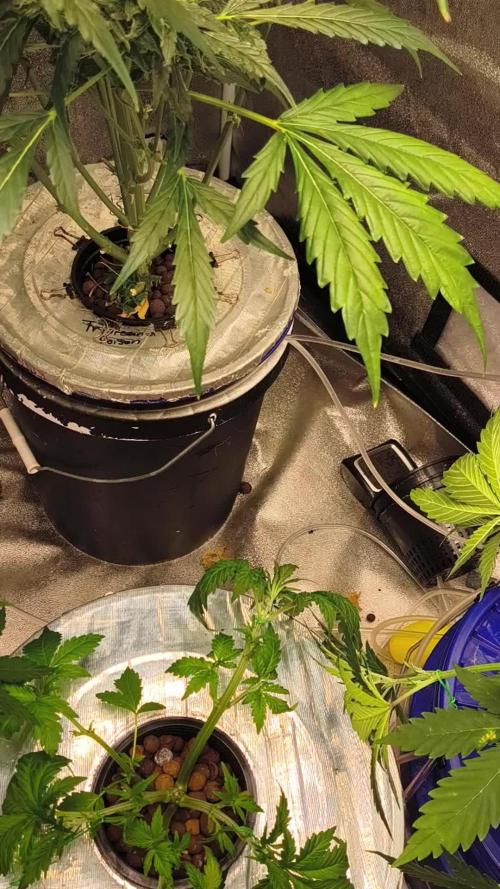 Multi strain hydroponic grow