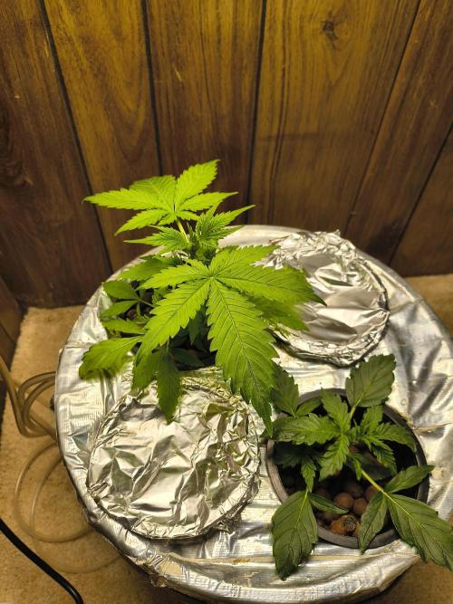 Alaskan Diesel Auto. Week 2