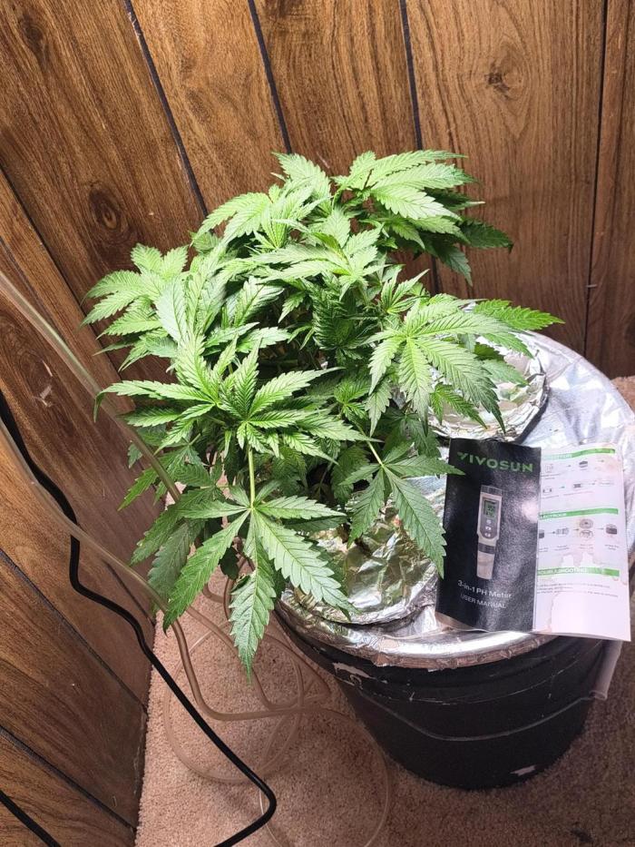 Seedsmans Alaskan Diesel. Week 3