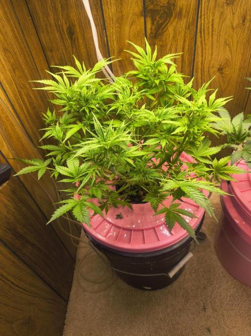Alaskan Diesel Auto. Week 4