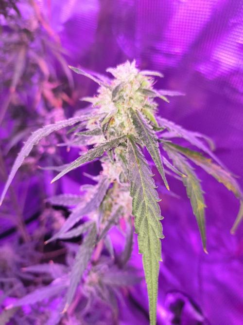 Multi strain cross breeding grow. Week 9