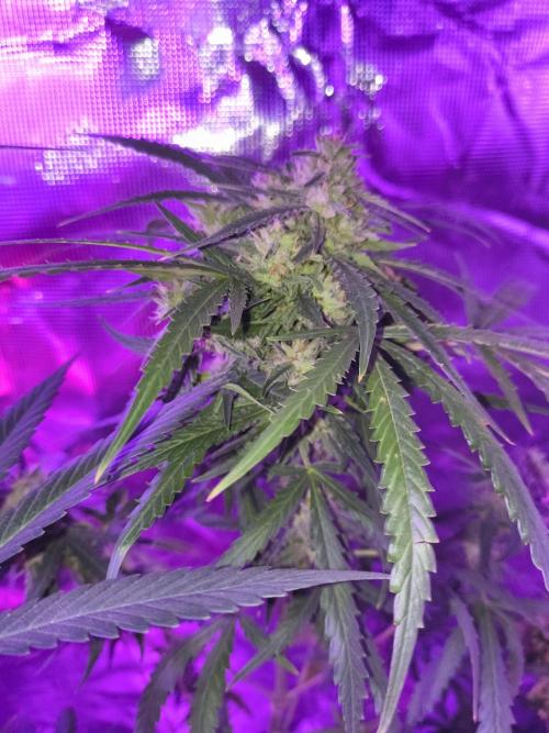 Multi strain cross breeding grow. Week 9