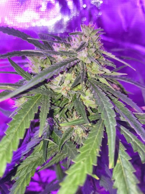 Multi strain cross breeding grow. Week 9