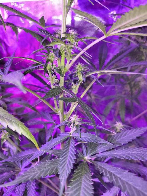 Multi strain cross breeding grow. Week 9