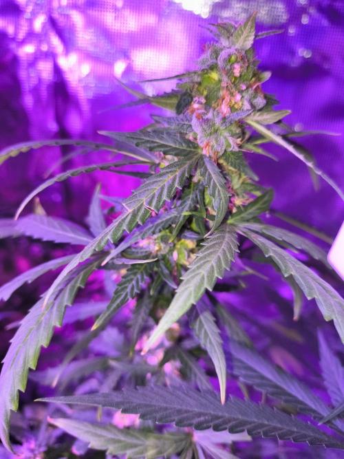 Multi strain cross breeding grow. Week 9