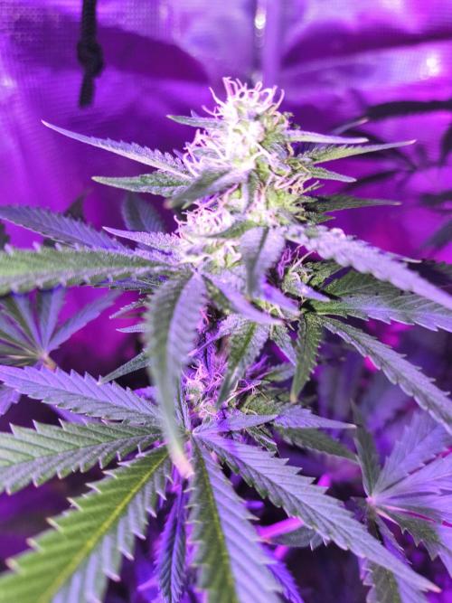Multi strain cross breeding grow. Week 9