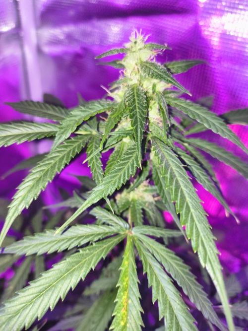 Multi strain cross breeding grow. Week 9