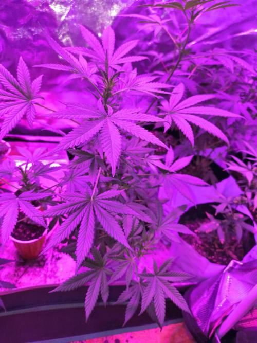 Multi strain cross breeding grow. Week 9