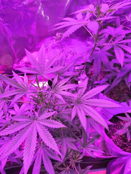 Multi strain cross breeding grow. Week 9