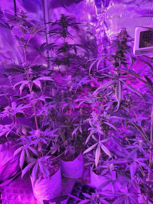 Multi strain cross breeding grow. Week 9