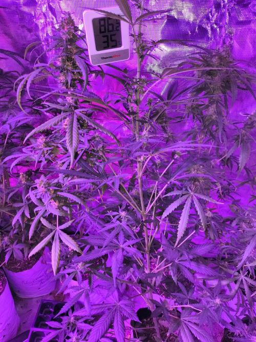 Multi strain cross breeding grow. Week 9