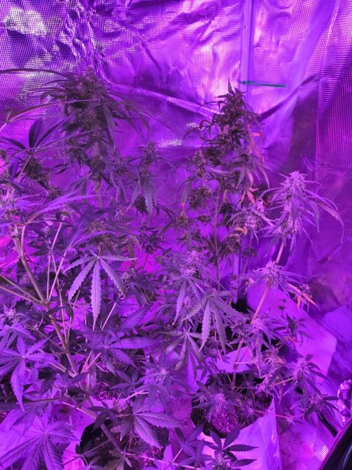 Multi strain cross breeding grow. Week 9