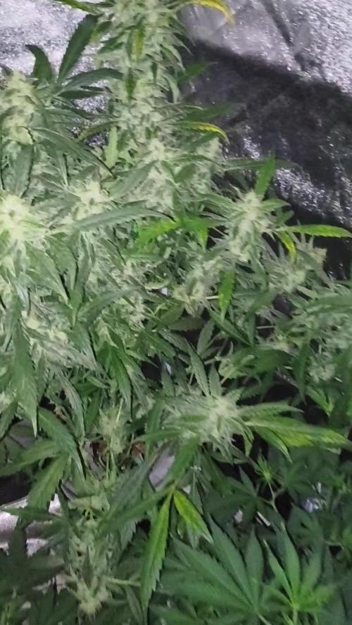 Multi strain hydroponic grow