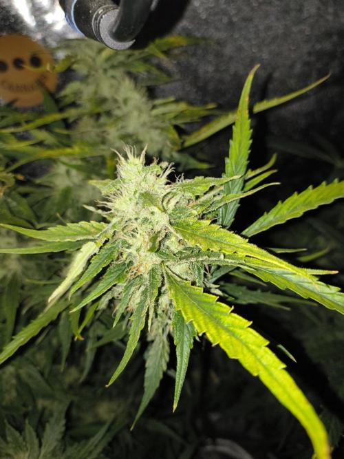 Multi strain hydroponic grow. Week 9