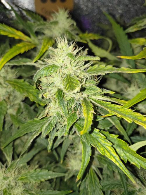 Multi strain hydroponic grow. Week 9